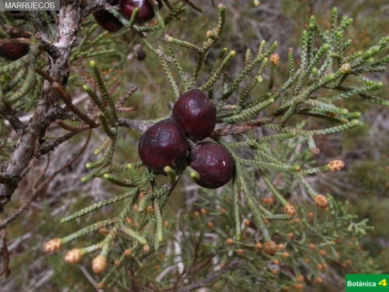 Juniperus phoenicea fdl.jpg