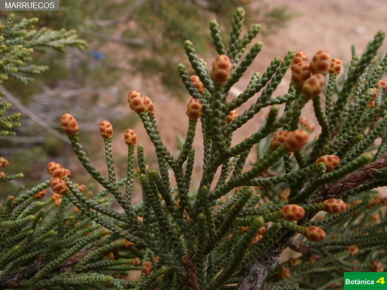 Juniperus phoenicea fdl-1.jpg
