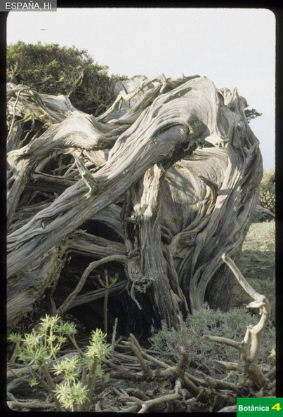 Juniperus phoenicea fdl-3.jpg