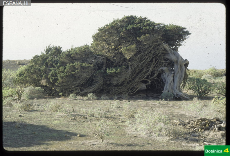 Juniperus phoenicea fdl-2.jpg