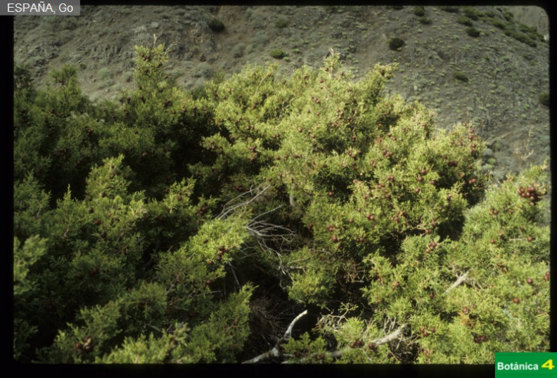 Juniperus phoenicea fdl-4.jpg