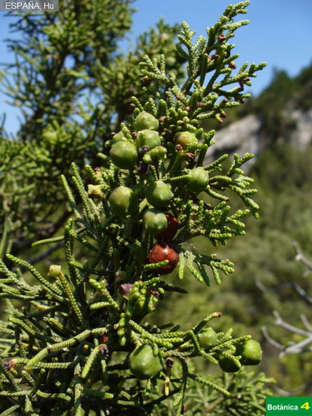 Juniperus phoenicea fdl-6.jpg