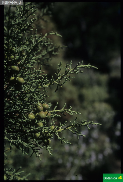 Juniperus phoenicea fdl-5.jpg
