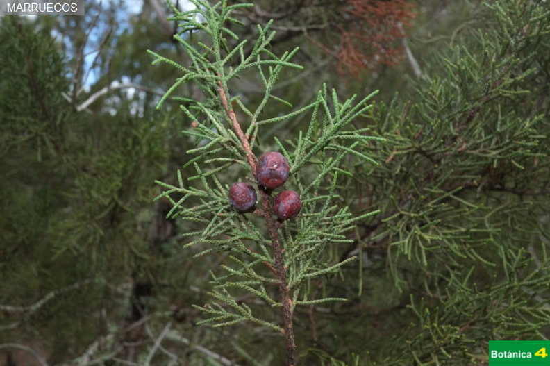 Juniperus phoenicea fdl-8.jpg