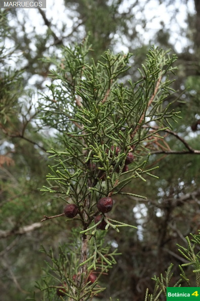 Juniperus phoenicea fdl-7.jpg