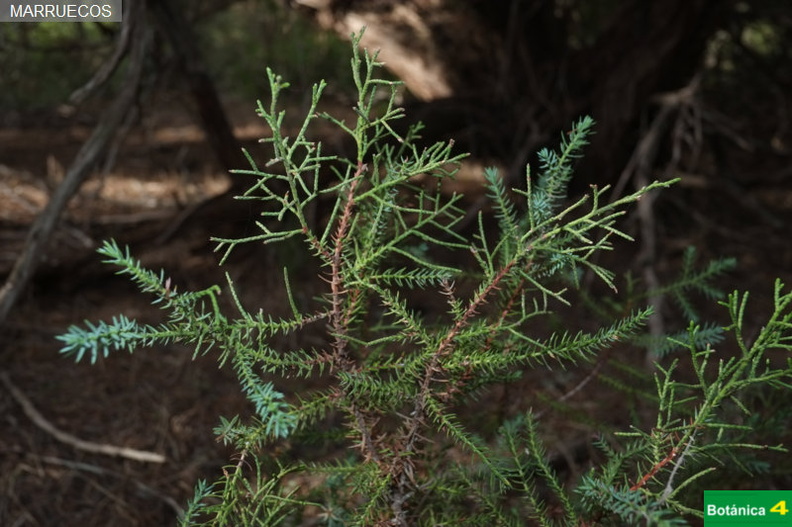 Juniperus phoenicea, dimorfismo foliar
