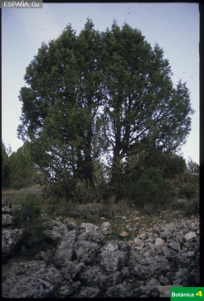 Juniperus thurifera fdl.jpg