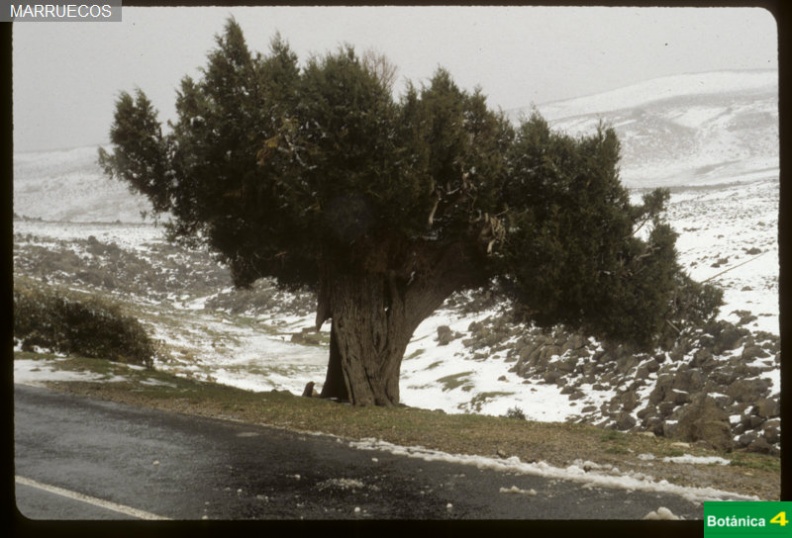 Juniperus thurifera fdl-1.jpg
