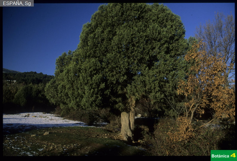 Juniperus thurifera fdl-2.jpg