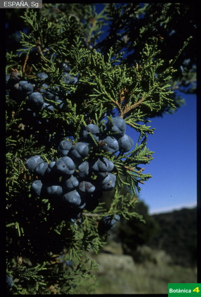 Juniperus thurifera fdl-3.jpg
