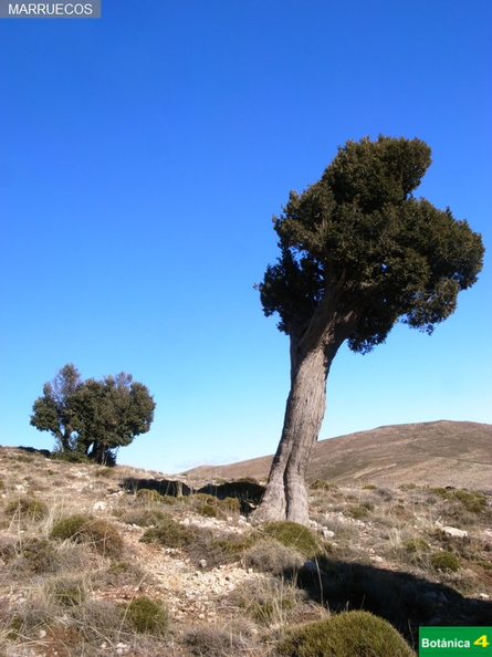 Juniperus thurifera fdl-4.jpg