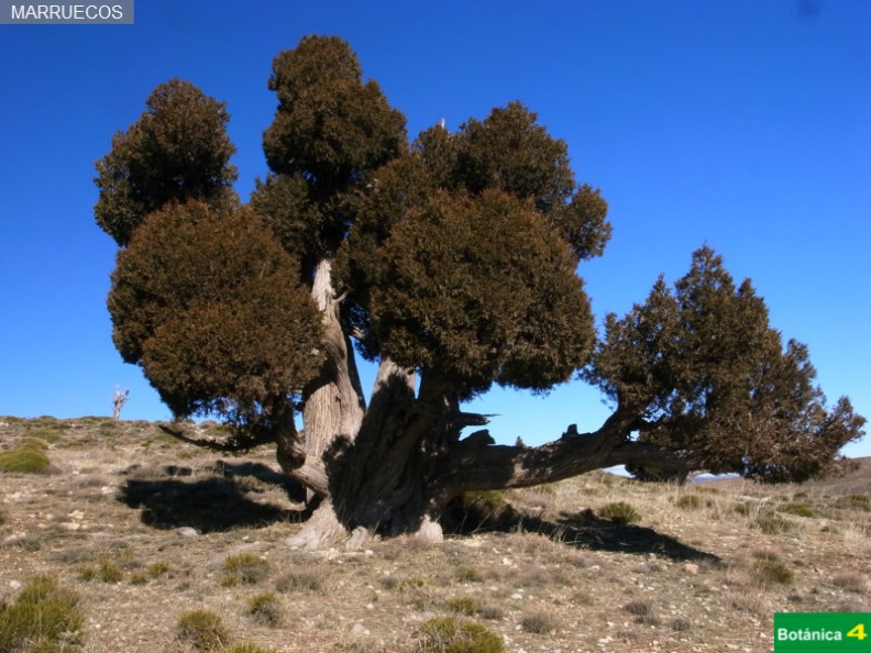 Juniperus thurifera fdl-6.jpg