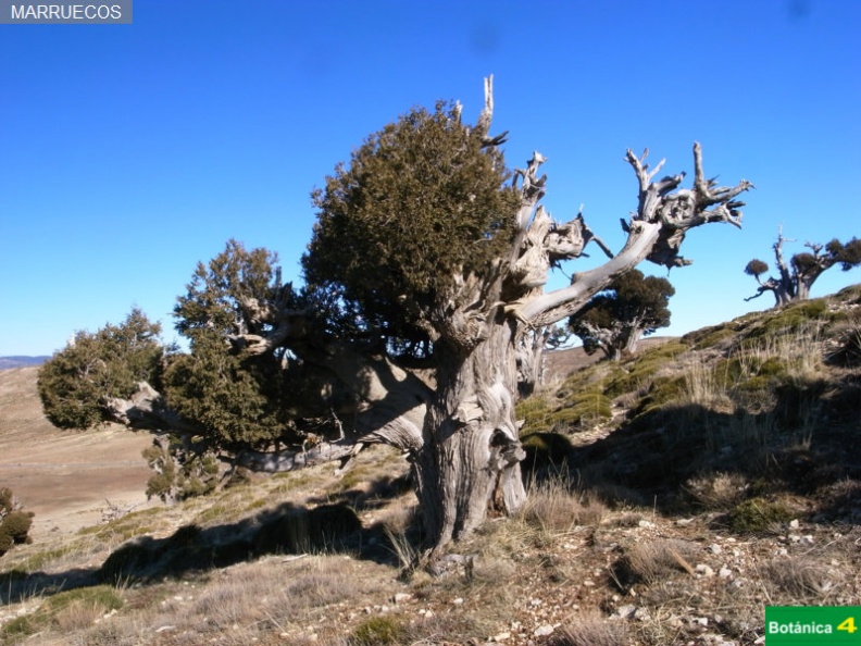 Juniperus thurifera fdl-7.jpg