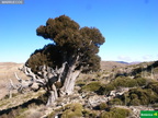 Juniperus thurifera
