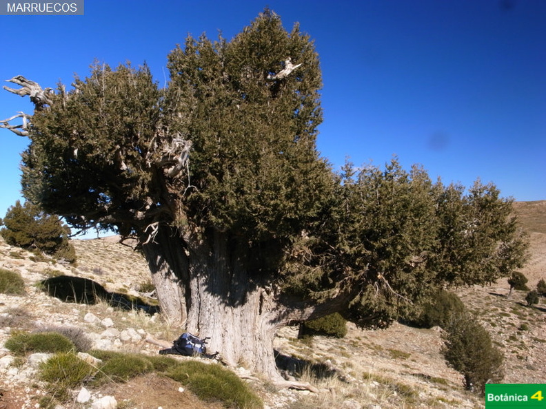 Juniperus thurifera fdl-9.jpg
