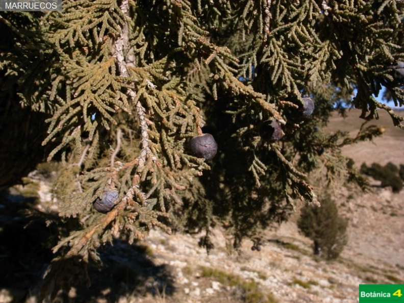 Juniperus thurifera fdl-10.jpg