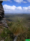 Kingia australis var. argentea
