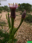 Kleinia anteuphorbium