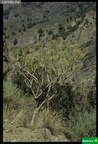 Kleinia nerifolia