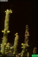 Kunkeliella subsucculenta