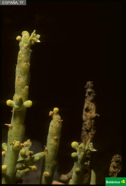 Kunkeliella subsucculenta fdl.jpg