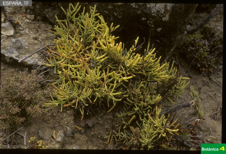 Kunkeliella subsucculenta fdl-1.jpg