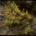 Kunkeliella subsucculenta