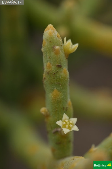 Kunkeliella subsucculenta fdl-3.jpg