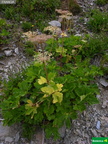 Laserpitium latifolium cf.