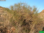 Launaea arborescens