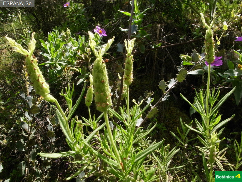 Lavandula viridis fdl-1.jpg