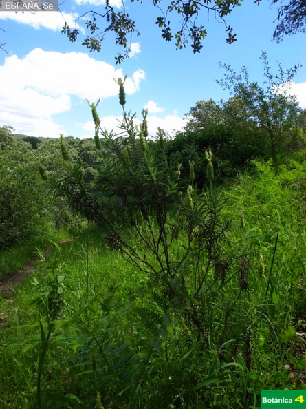 Lavandula viridis fdl-2.jpg