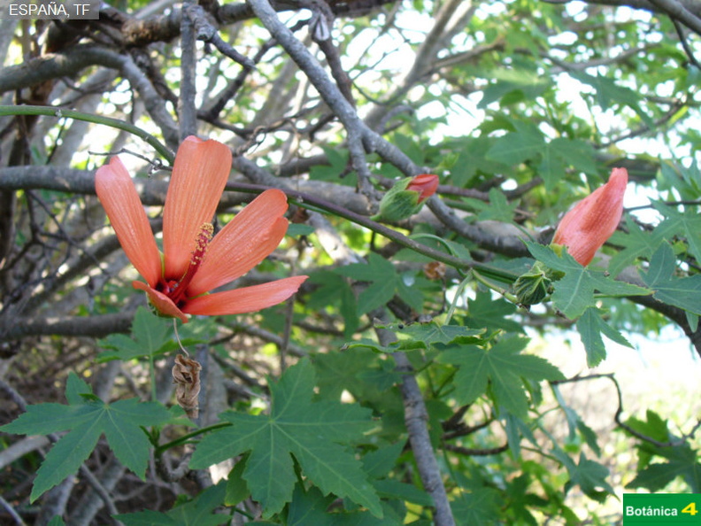 Lavatera phoenicea fdl-1.jpg