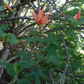 Lavatera phoenicea