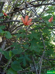 Lavatera phoenicea