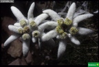 Leontopodium alpinum
