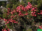 Leptecophylla juniperina