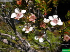 Leptospermum rupestre
