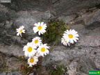 Leucanthemopsis alpina