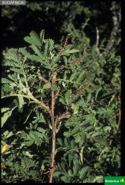 Leucosidea sericea fdl.jpg