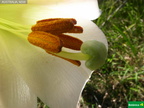 Lilium formosanum, estigma