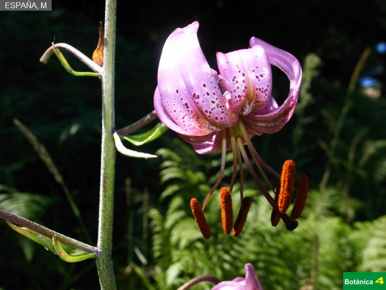 Lilium martagon fdl-1.jpg