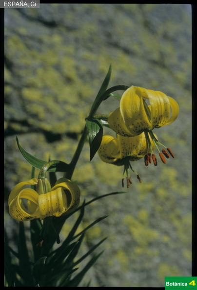 Lilium pyrenaicum fdl-2.jpg