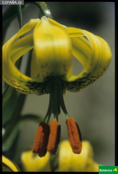 Lilium pyrenaicum fdl-4.jpg