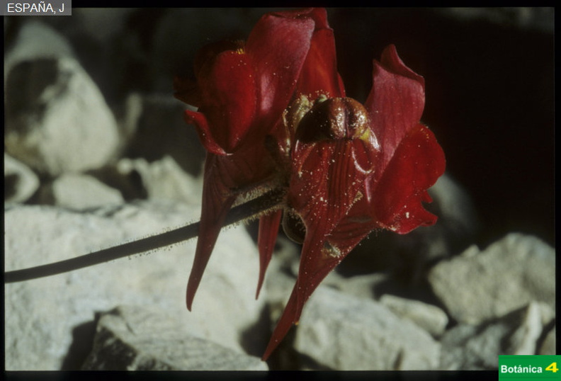 Linaria aeruginea fdl-1.jpg
