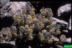 Linaria glacialis