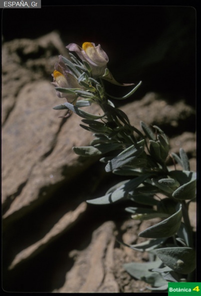 Linaria glacialis fdl.jpg