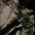 Linaria glacialis