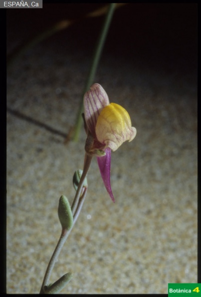 Linaria pedunculata fdl-1.jpg
