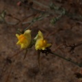 Linaria polygalifolia subsp. polygalifolia